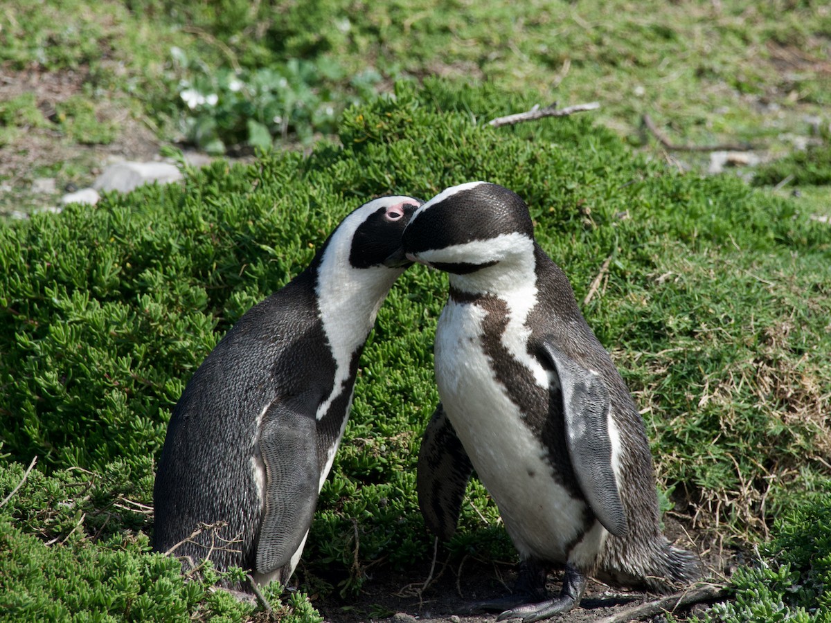 Pingüino de El Cabo - ML620249385