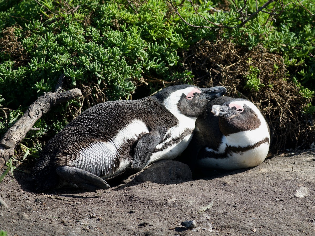Pingüino de El Cabo - ML620249386