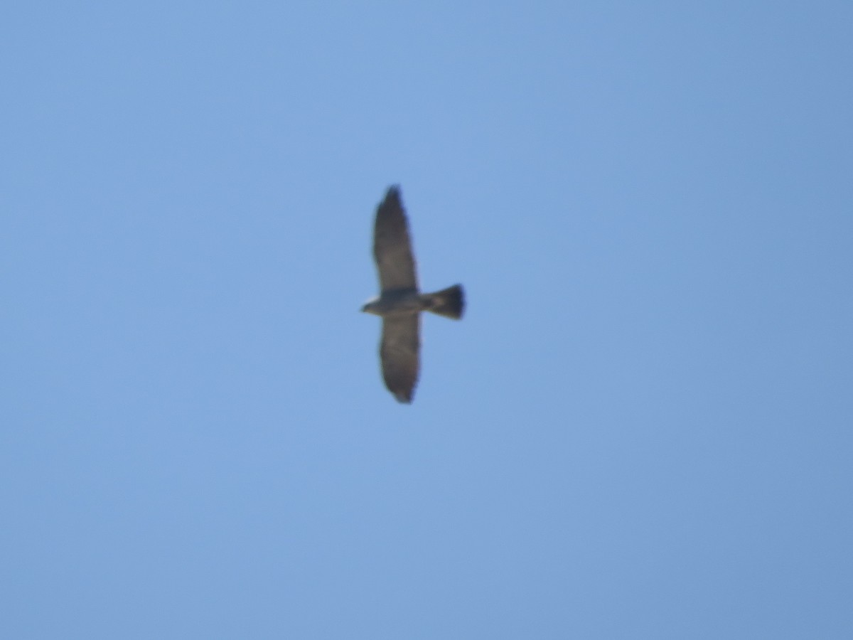 Mississippi Kite - ML620249388