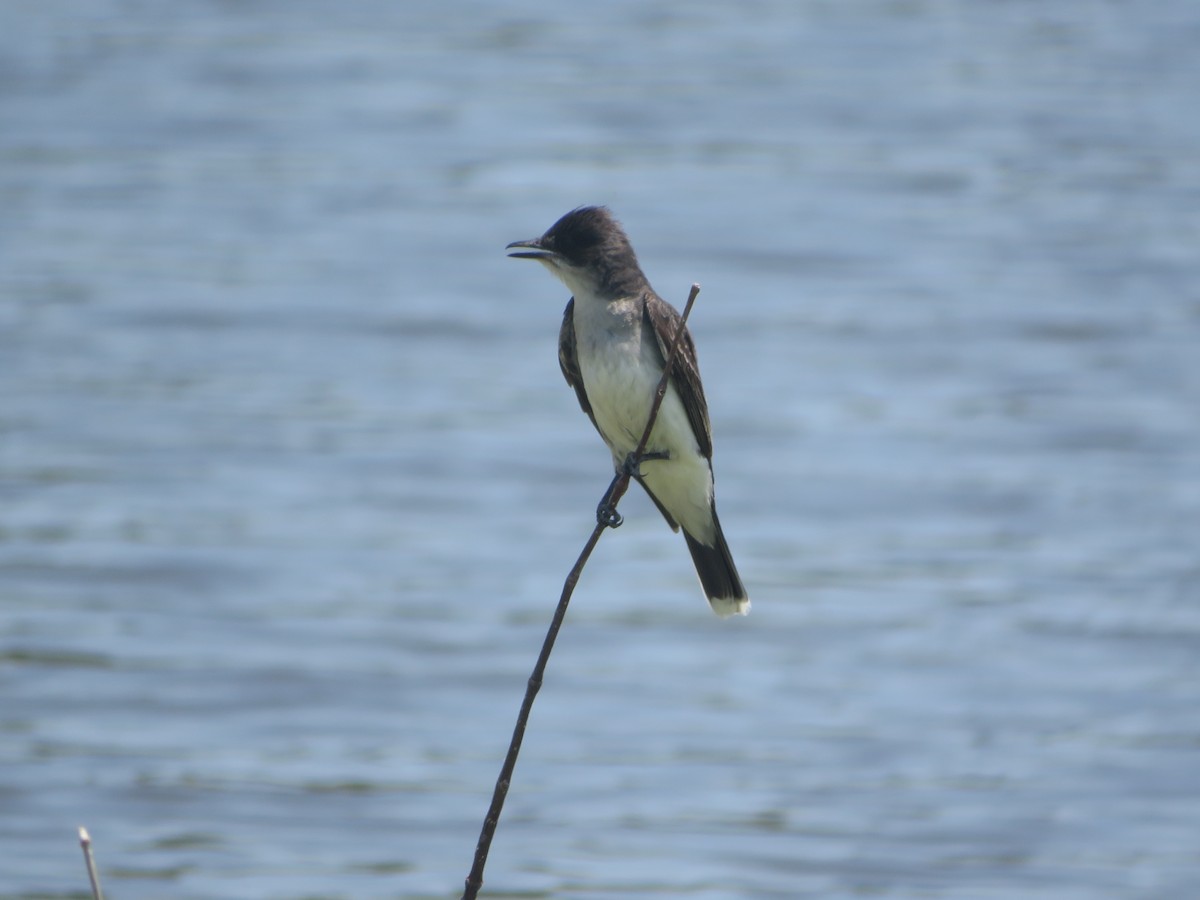 Eastern Kingbird - ML620249391