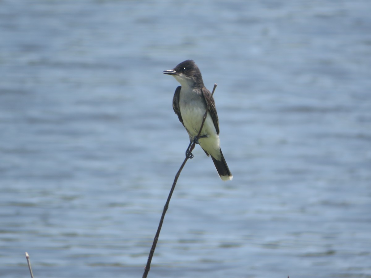 Eastern Kingbird - ML620249392