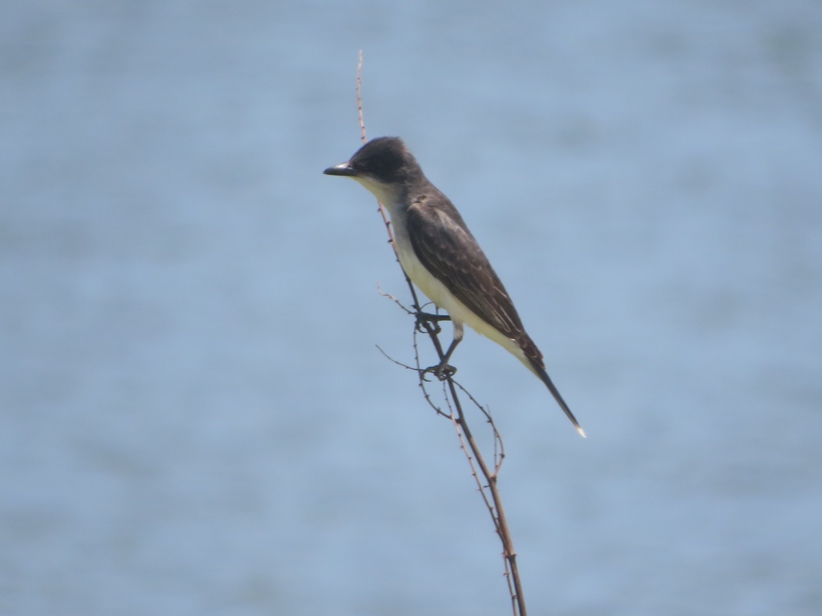 Eastern Kingbird - ML620249394