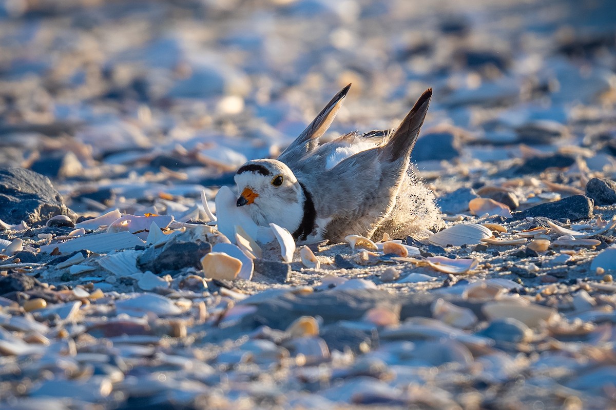 Piping Plover - ML620249395