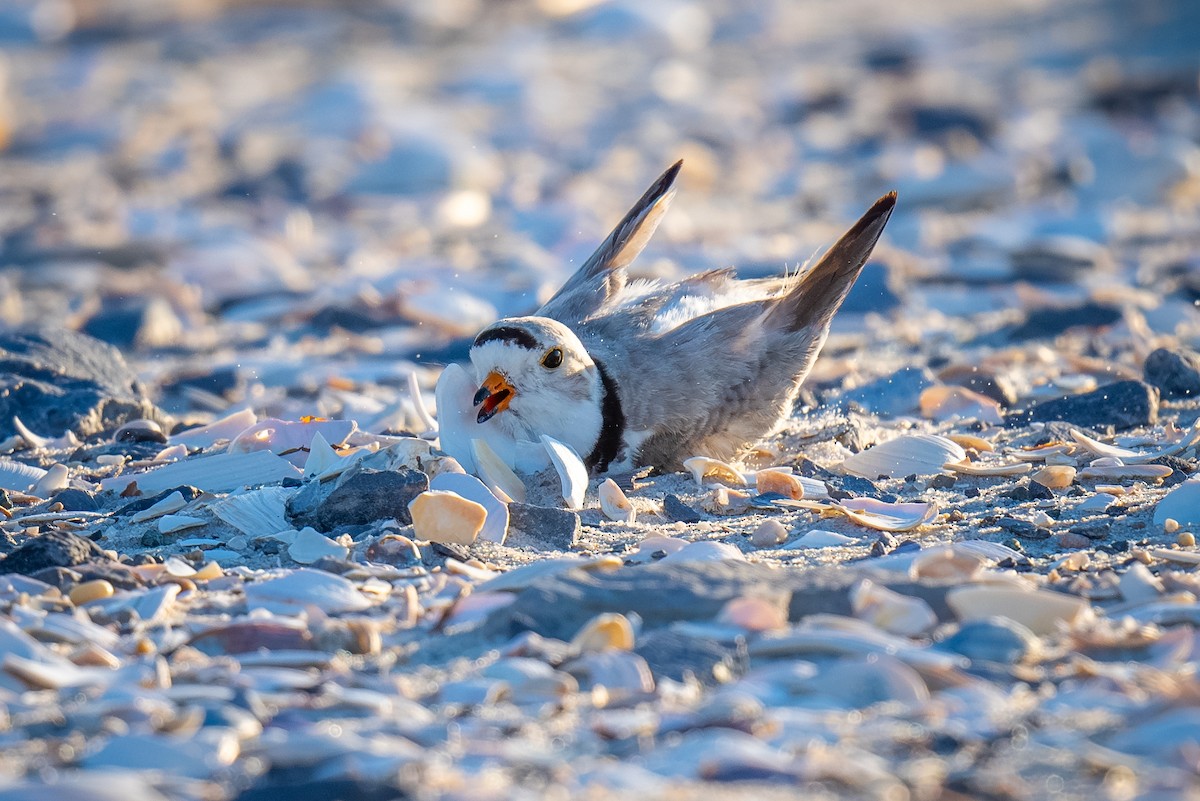 Piping Plover - ML620249396