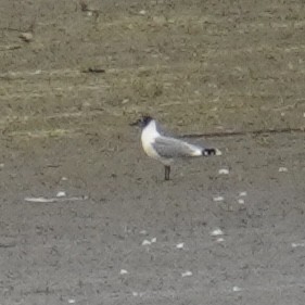 Franklin's Gull - ML620249397