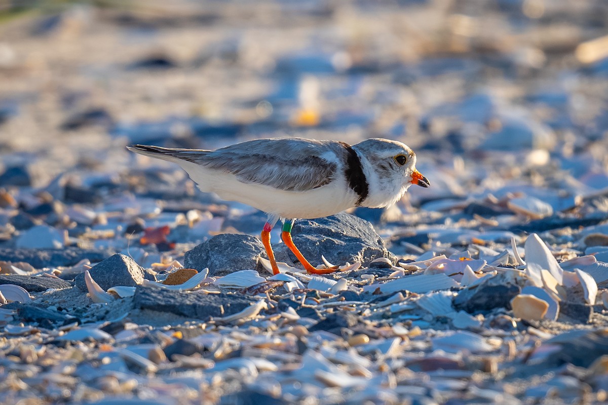 Piping Plover - ML620249400
