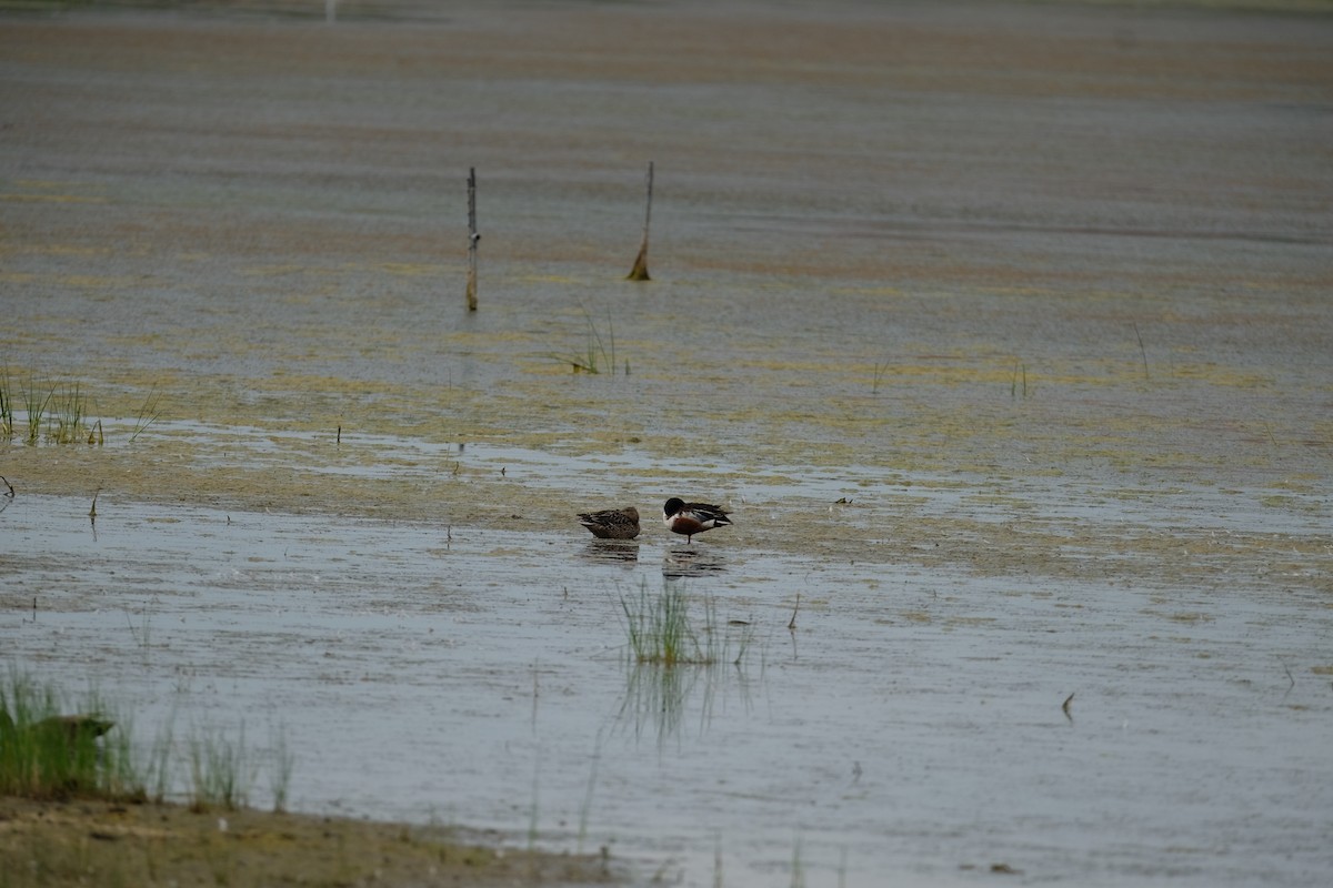 Northern Shoveler - ML620249403