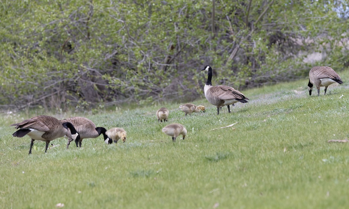 Canada Goose - ML620249405