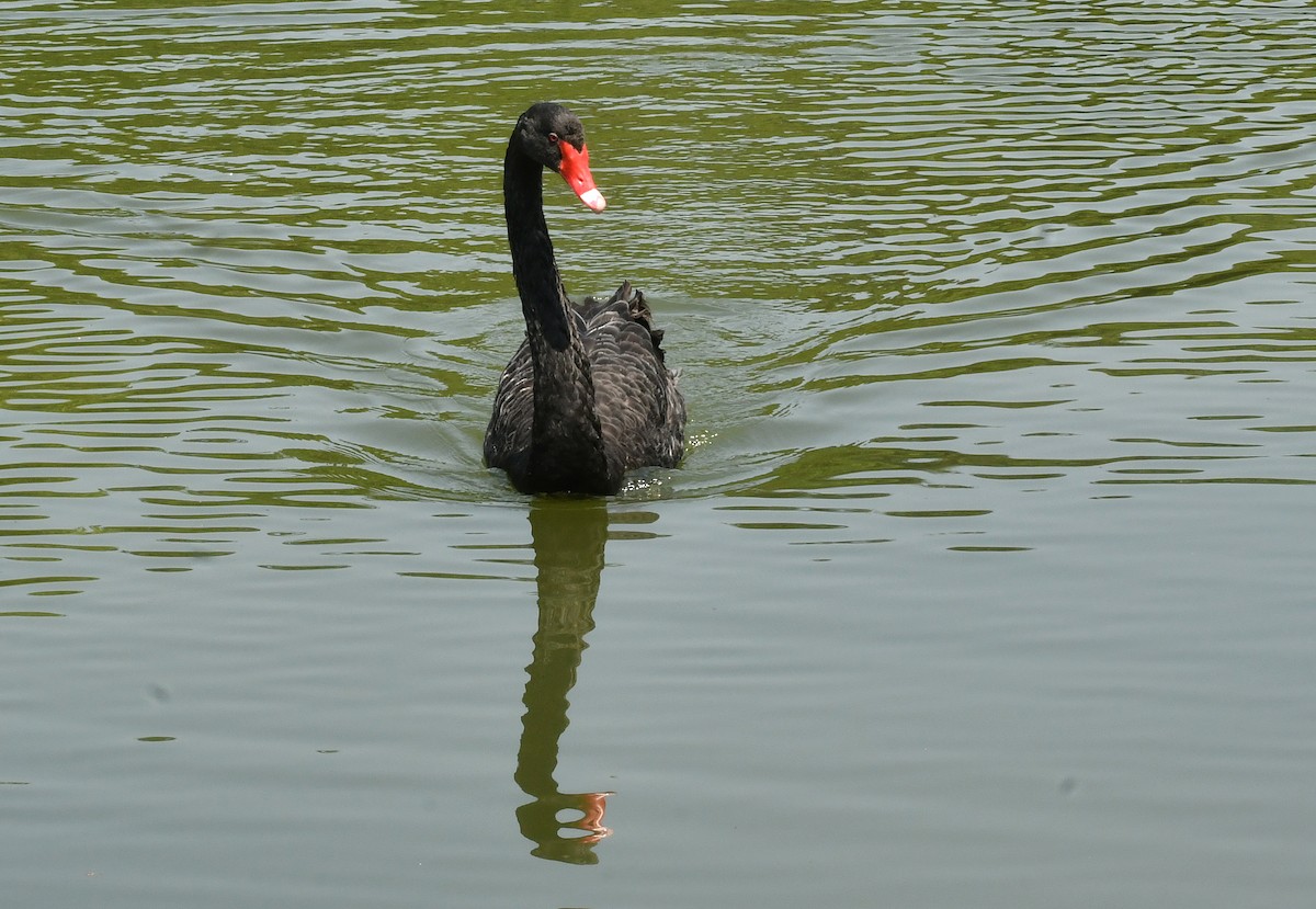 Black Swan - ML620249406
