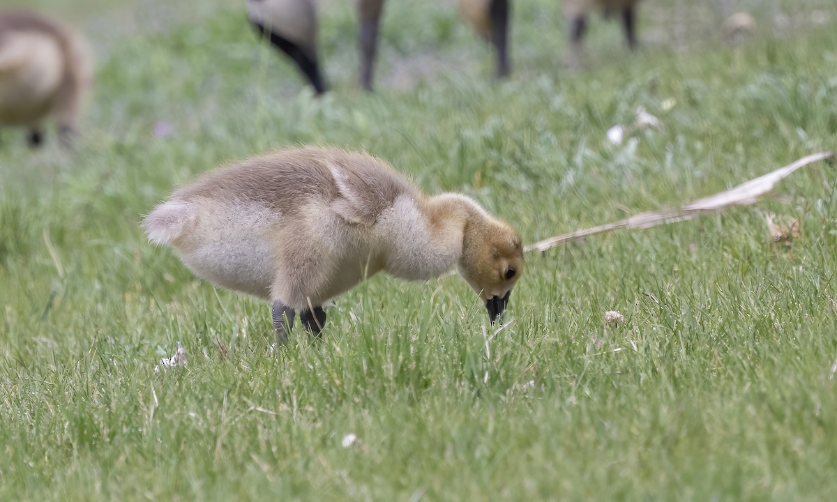 Canada Goose - ML620249407