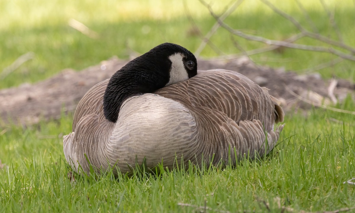 Canada Goose - Paul Fenwick