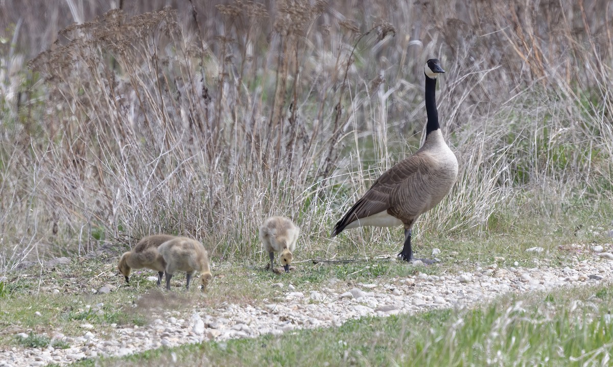 Canada Goose - ML620249409