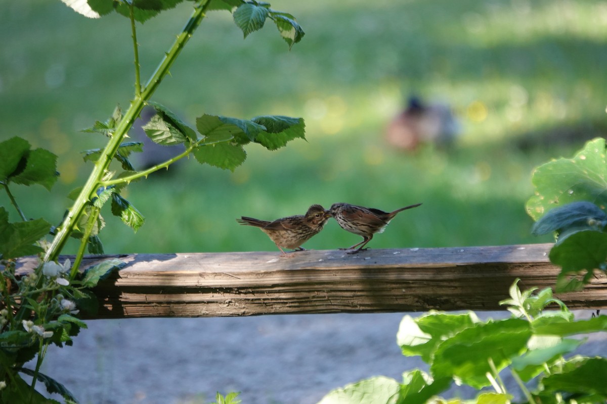 Song Sparrow - ML620249412