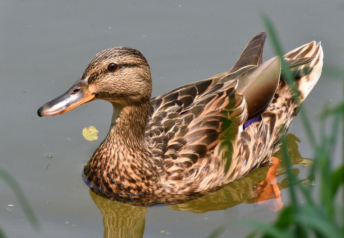 Canard colvert - ML620249420