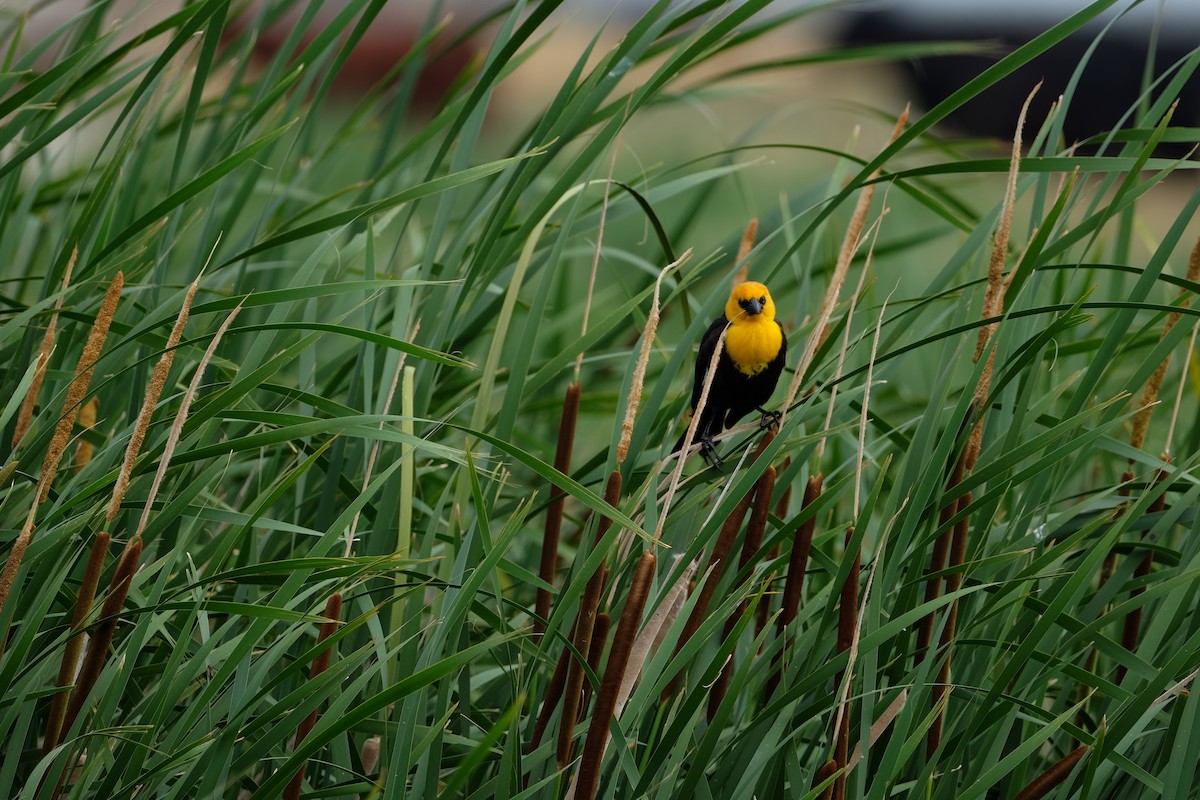 Yellow-headed Blackbird - ML620249423