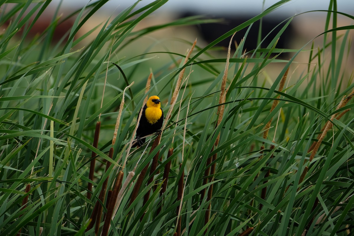 Yellow-headed Blackbird - ML620249424