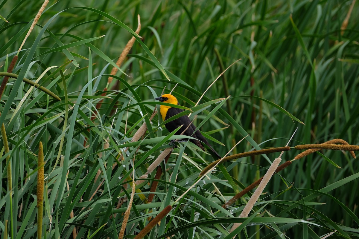 Yellow-headed Blackbird - ML620249425
