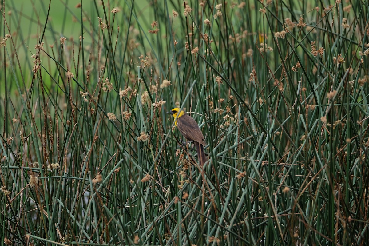 Yellow-headed Blackbird - ML620249426