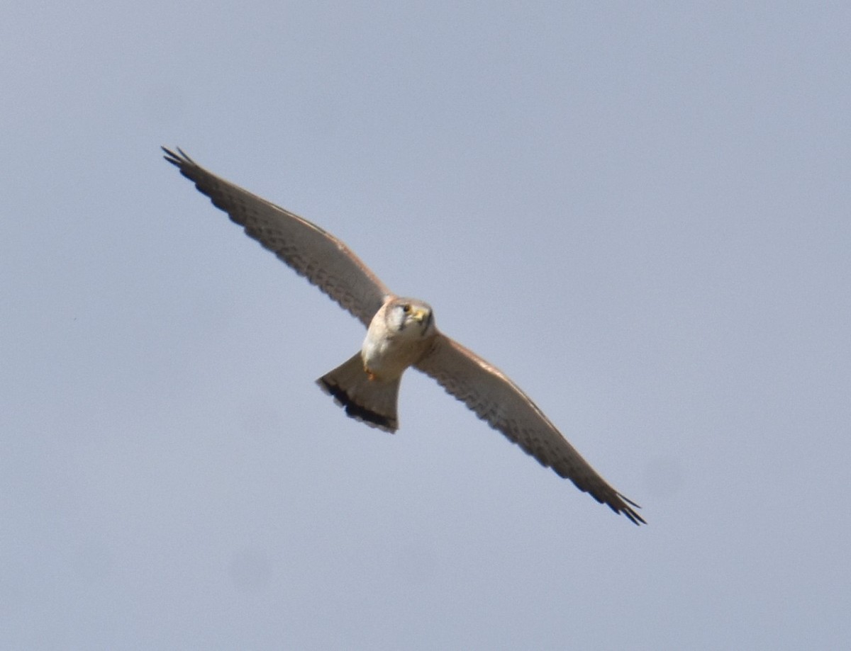 Nankeen Kestrel - ML620249427