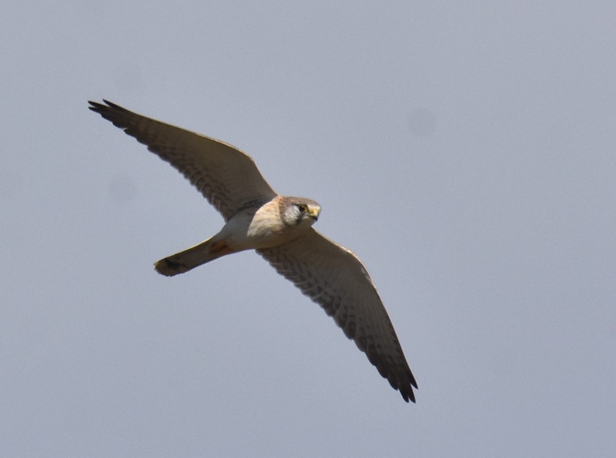 Nankeen Kestrel - ML620249428