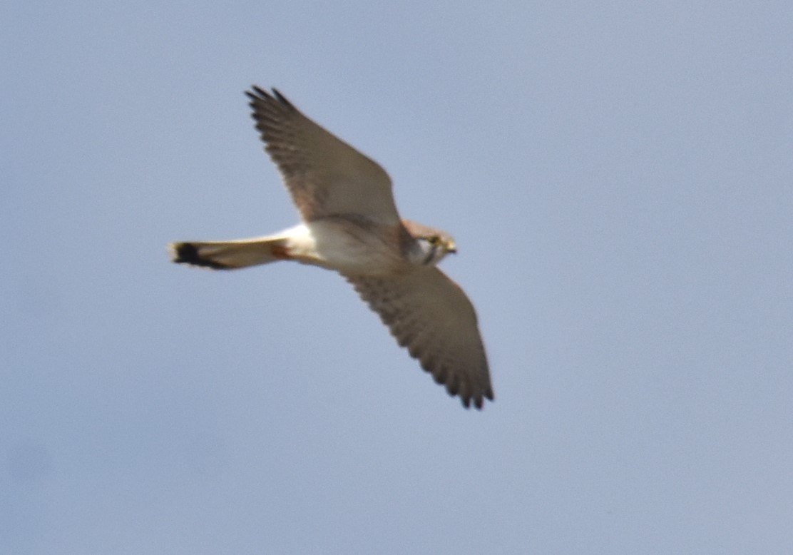 Nankeen Kestrel - ML620249430