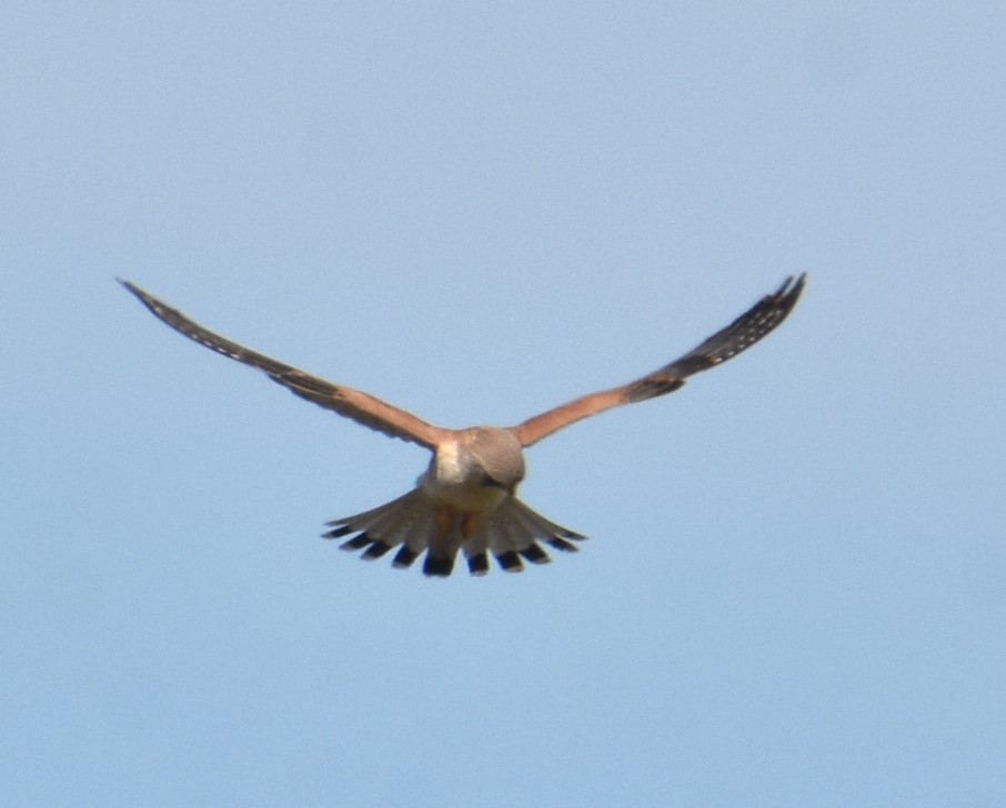 Nankeen Kestrel - ML620249432