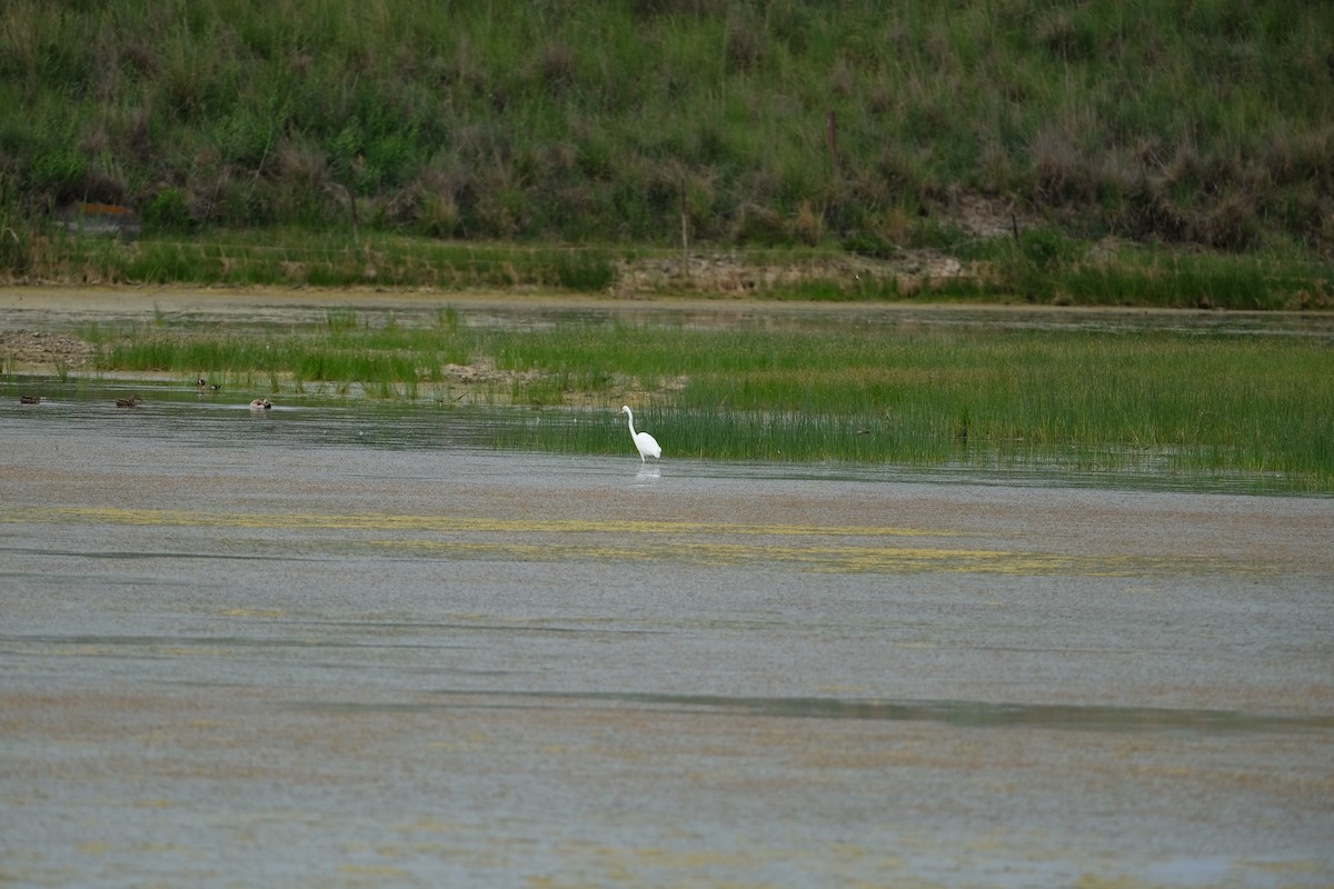 Great Egret - ML620249441