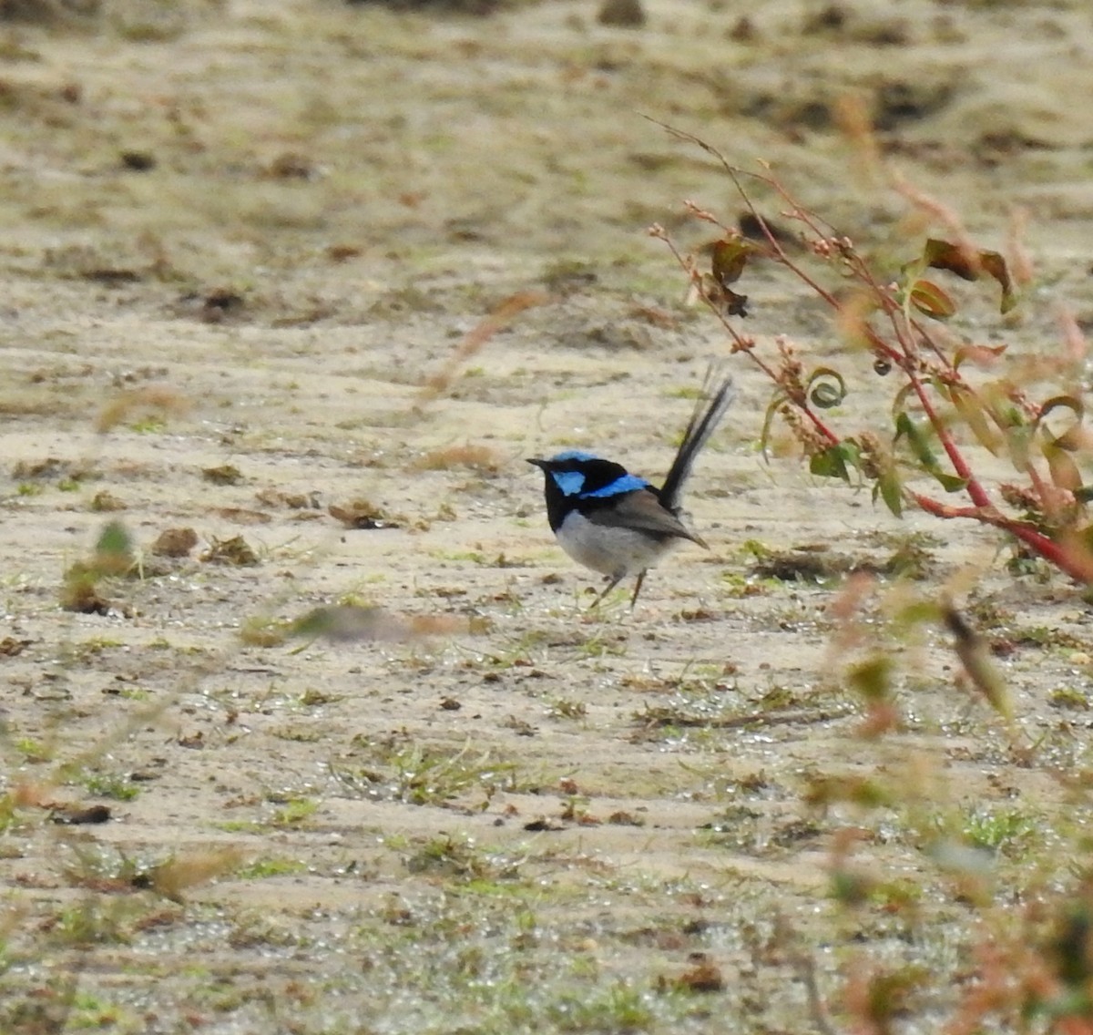 Superb Fairywren - ML620249442