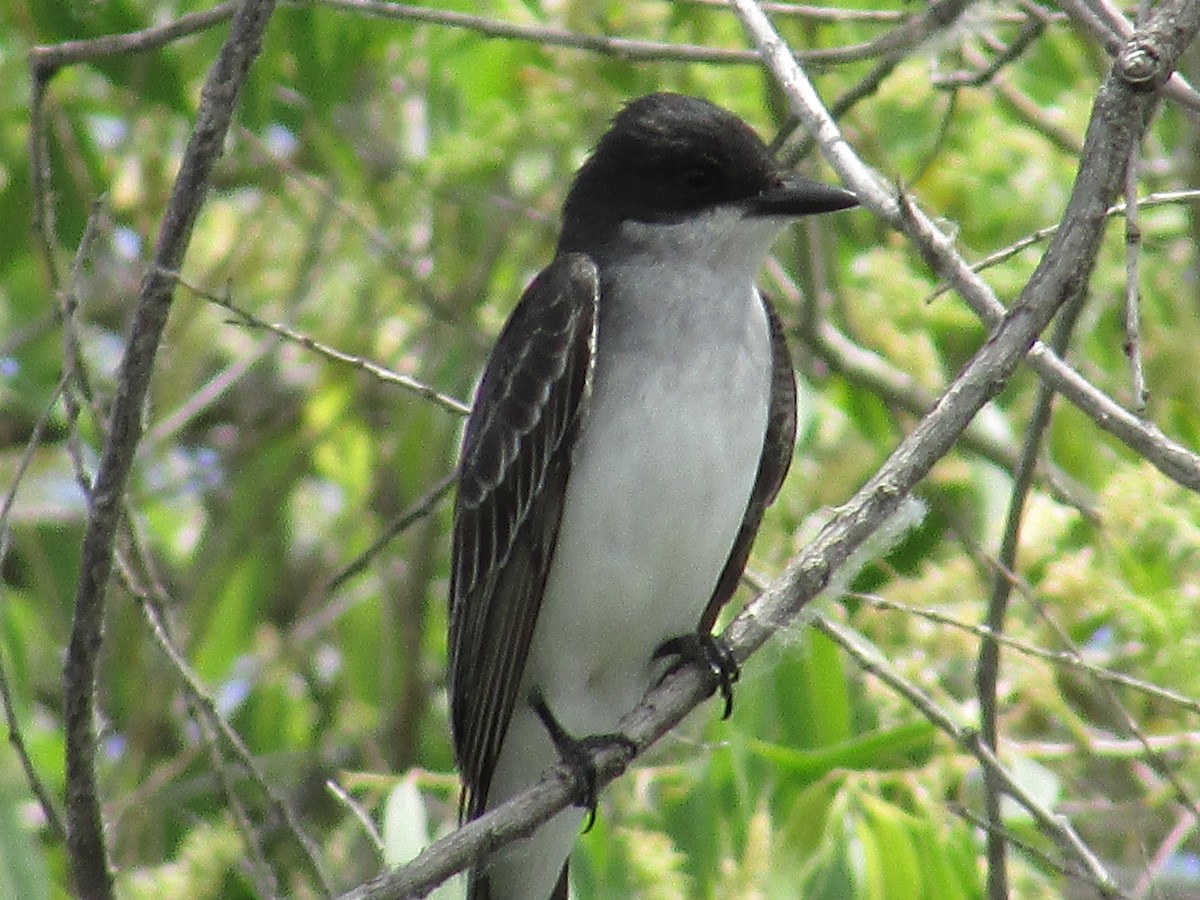 Eastern Kingbird - ML620249449