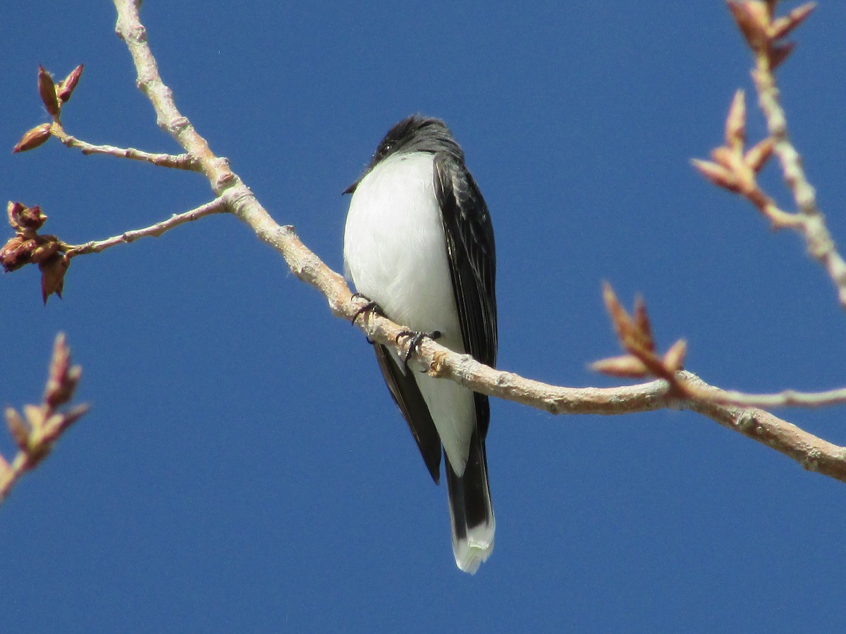 Eastern Kingbird - ML620249458