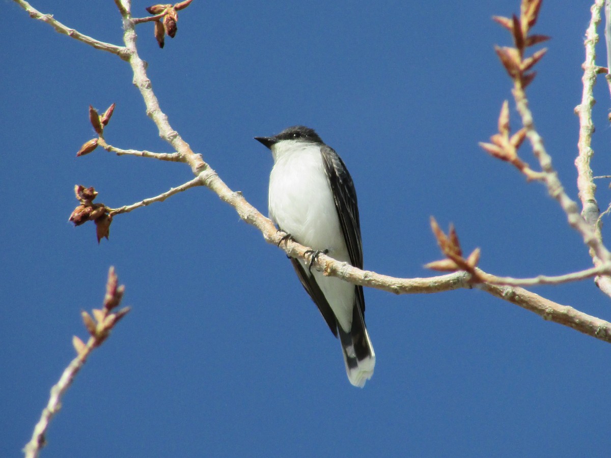 Eastern Kingbird - ML620249459