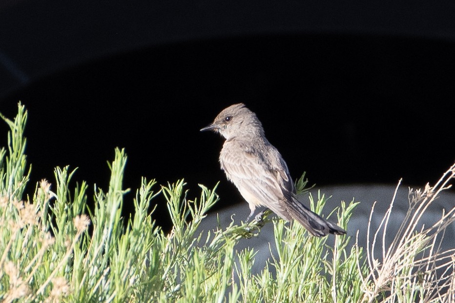 Say's Phoebe - ML620249460