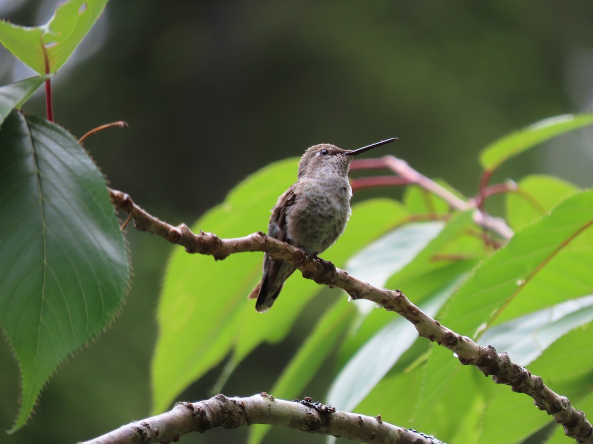 Anna's Hummingbird - ML620249463
