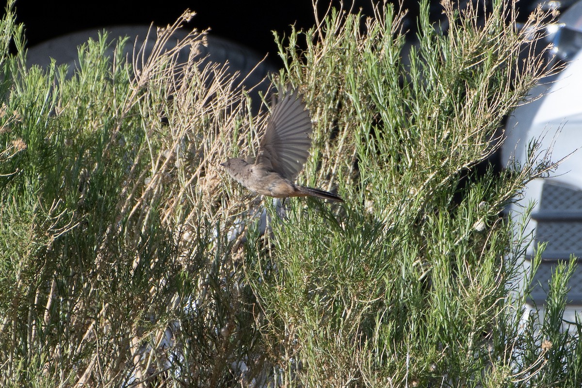 Mosquero Llanero - ML620249464