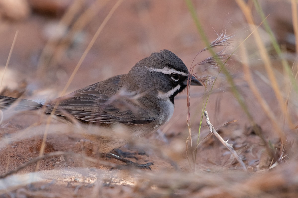 Black-throated Sparrow - ML620249466