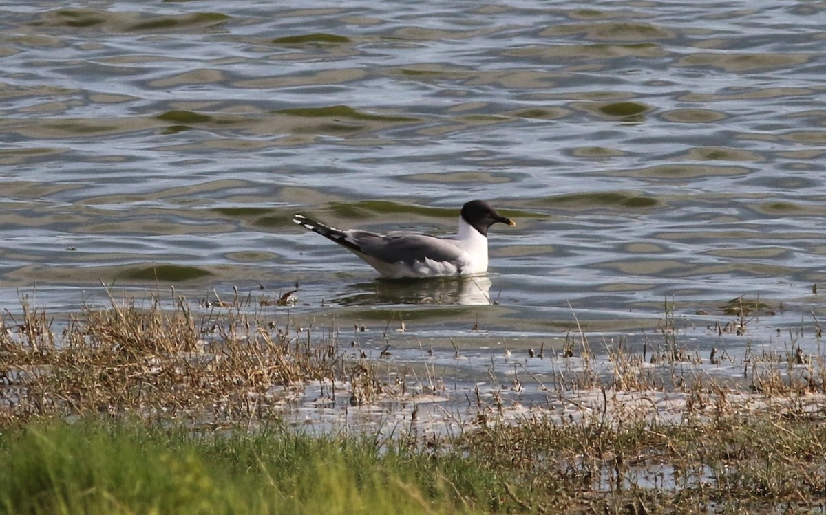 Mouette de Sabine - ML620249473