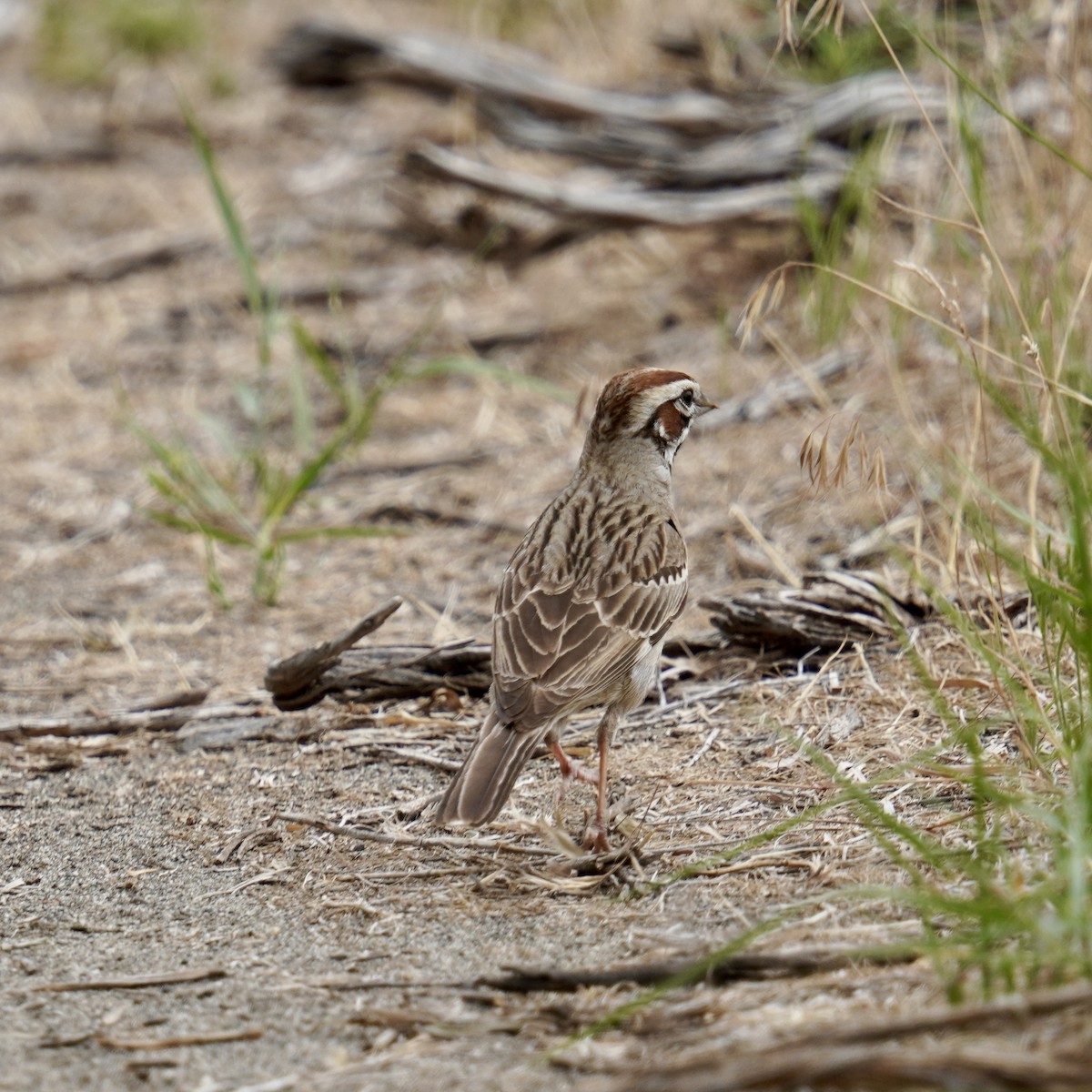 Lark Sparrow - ML620249480