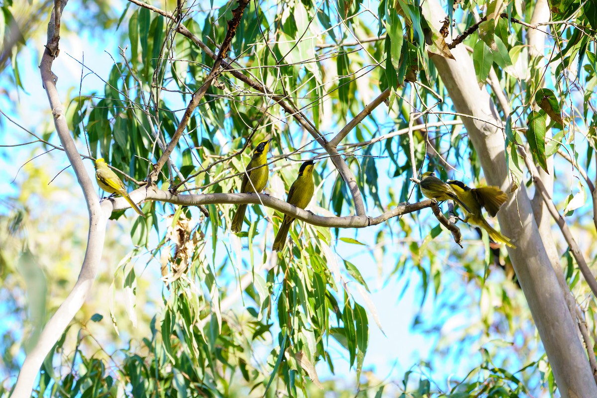 Yellow-tufted Honeyeater - ML620249484