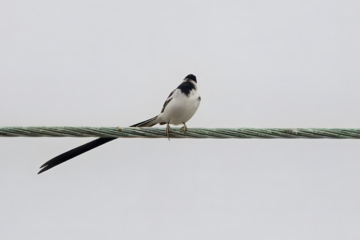 Pin-tailed Whydah - ML620249485