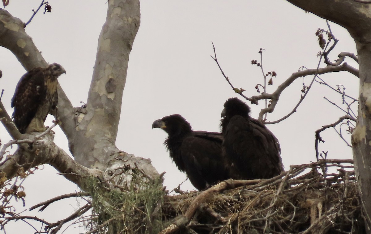 Weißkopf-Seeadler - ML620249489