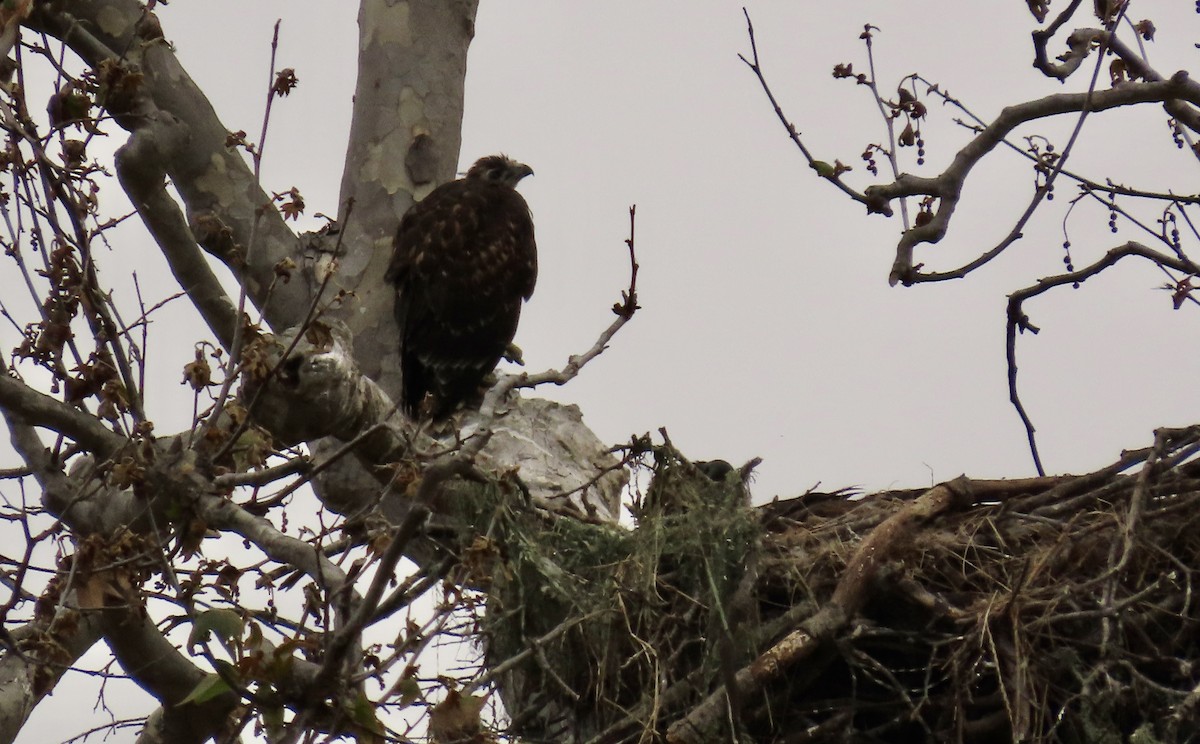 Red-tailed Hawk - ML620249500