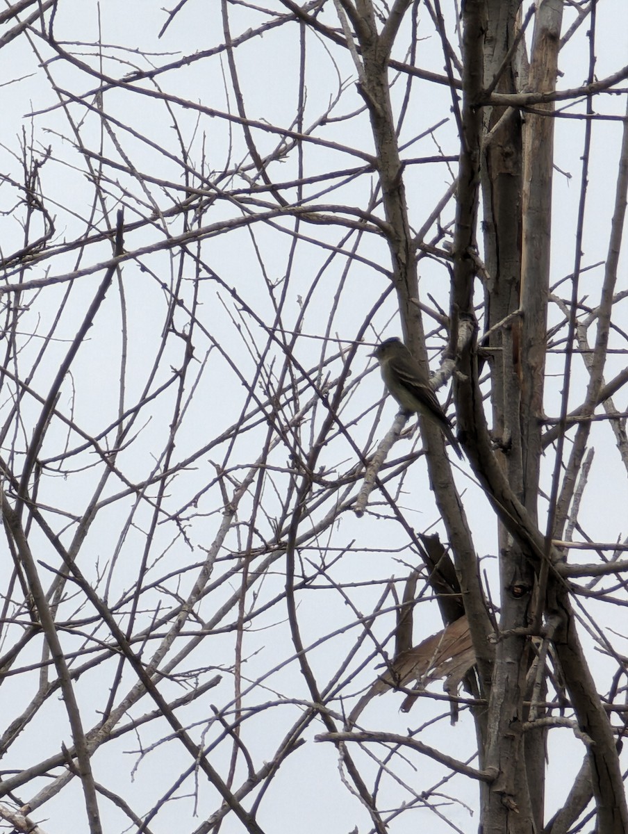 Eastern Wood-Pewee - ML620249507