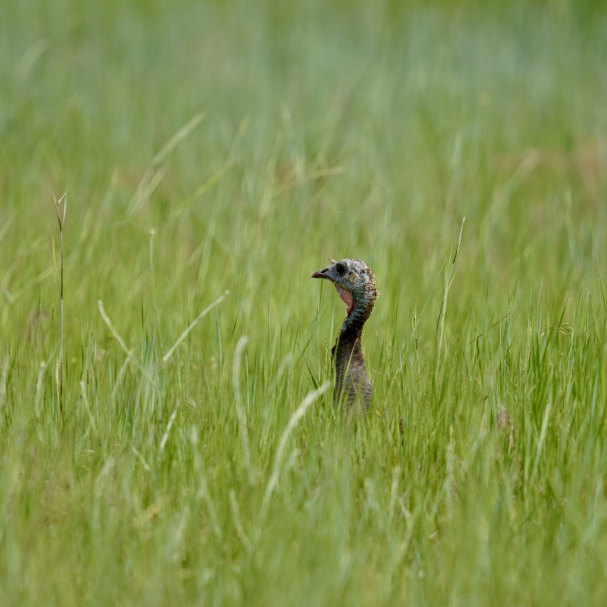 Wild Turkey - ML620249510