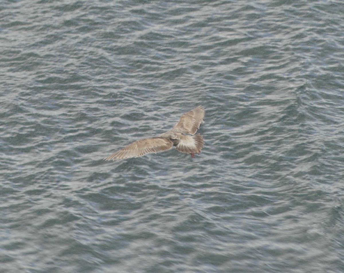 Glaucous Gull - ML620249512