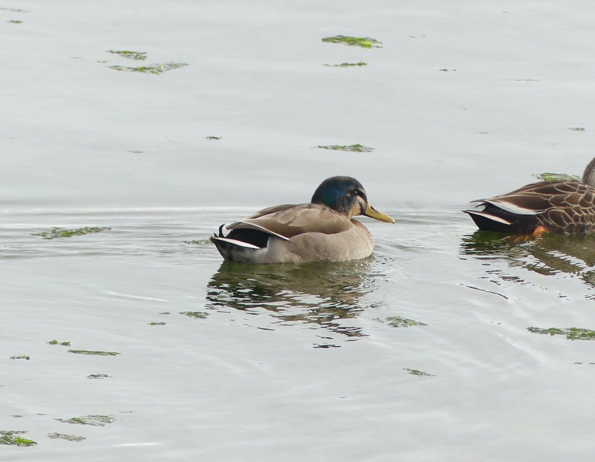 Mallard x Eastern Spot-billed Duck (hybrid) - ML620249526