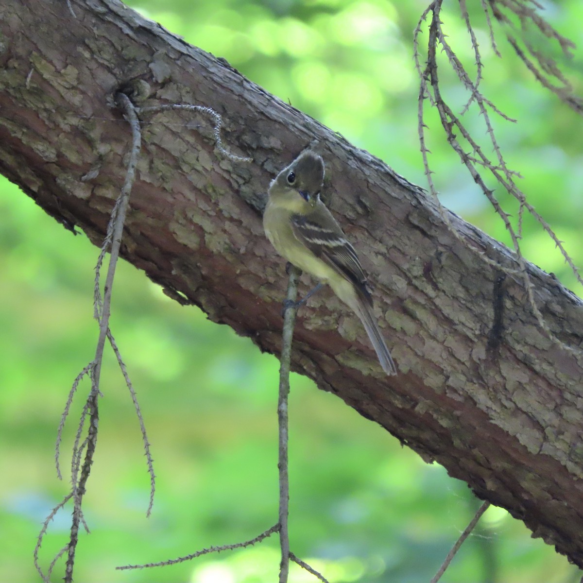 Western Flycatcher - ML620249527