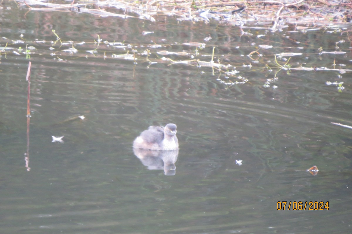 Australasian Grebe - ML620249533