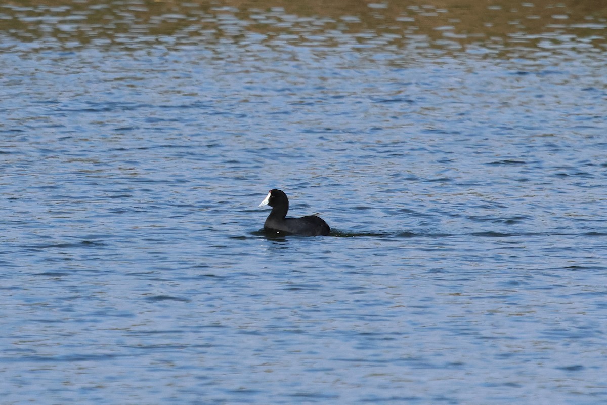 Red-knobbed Coot - ML620249534