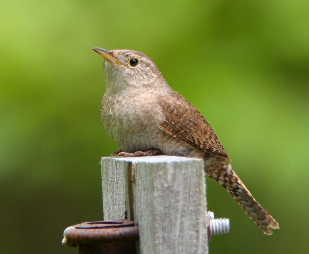 House Wren - ML620249535