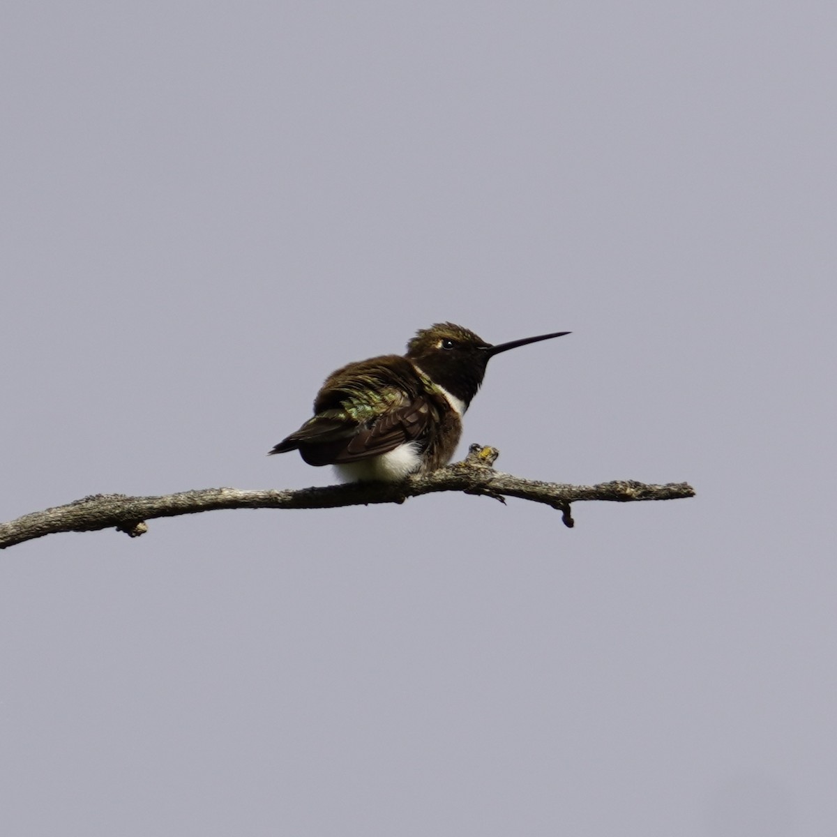 Kara Boğazlı Kolibri - ML620249536